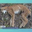 Un lynx victime de braconnage à La Roche