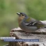 La population est appelée à compter les oiseaux