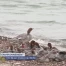L'île aux oiseaux de Vidy fâche