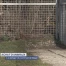 Attention au commerce illégal d'animaux