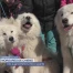 Morsures de chiens: une augmentation préoccupante