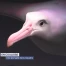 Une plongée dans Aquatis