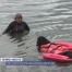 Des chiens comme des poissons dans l'eau