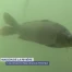 Les poissons d'eau douce à l'honneur