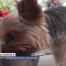 Chaud devant pour les animaux