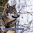 Loup: une régulation qui cristallise les tensions