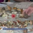 Des cours pour reconnaître les champignons