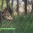 Le chiffre déchiffré - Le loup