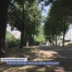 Face à la canicule, même les arbres suffoquent