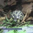 Une tortue rare est née à Chavornay
