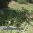 Toiture envolée, arbres cassés à Nyon