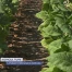 Le tabac brûle sous la canicule
