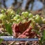 Vignes et vignerons à l'épreuve de la sécheresse