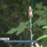 Et si la marguerite était un arbre