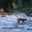 La consanguinité menace la survie du lynx en Suisse