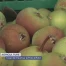 Coup de chaud sur la poire à botzi