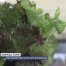 Des salades high-tech à la fribourgeoise