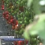 Agriculture: le bio ne craint pas le chaud