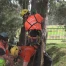 Nature : les arboristes grimpeurs se défient