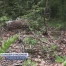 Danger d'incendie en forêt: prudence