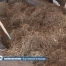 Les agriculteurs cherchent du fourrage