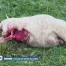 Le loup sévit dans la Broye