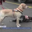 La Protection civile vaudoise recrute des chiens d'alerte
