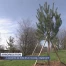Arborisation: Lausanne se dote d'un nouveau règlement