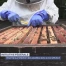 Inscrire la protection des abeilles dans la constitution