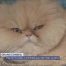 Les députés ne veulent pas toucher aux chats du canton