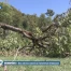 Des arbres arrachés à l'Arboretum d'Aubonne