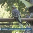 Les oiseaux de Mon-Repos y ont-ils encore leur place?