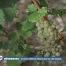 Un beau millésime attendu pour les vins vaudois