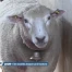 Loup: une nouvelle attaque tue 10 moutons