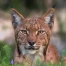 Le lynx, un félin menacé de disparition