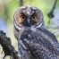 Le hibou moyen duc
