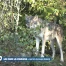 Révision de la loi sur la chasse : le tir du loup toute l'année divise