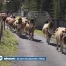 À l'Etivaz, la désalpe au bout d'un été de labeur