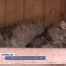 Le Point du Jour : une pension haut de gamme pour chats à Essertine-sur-Rolle