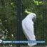 Les volières de Mon-Repos bientôt fermées?
