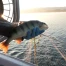 Un nouveau label pour valoriser les poissons sauvages suisses