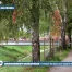 Après un été dévastateur, les Villes doivent couper des centaines d'arbres