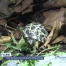 Une tortue étoilée de Madagascar naît au Centre Emys de Chavornay