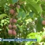 À Morges, un verger-laboratoire résiste à l'été le plus extrême