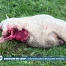 Trois moutons tués par des loups dans le Nord vaudois