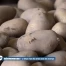 Sécheresse record : les agriculteurs face à des pertes de cent millions de francs