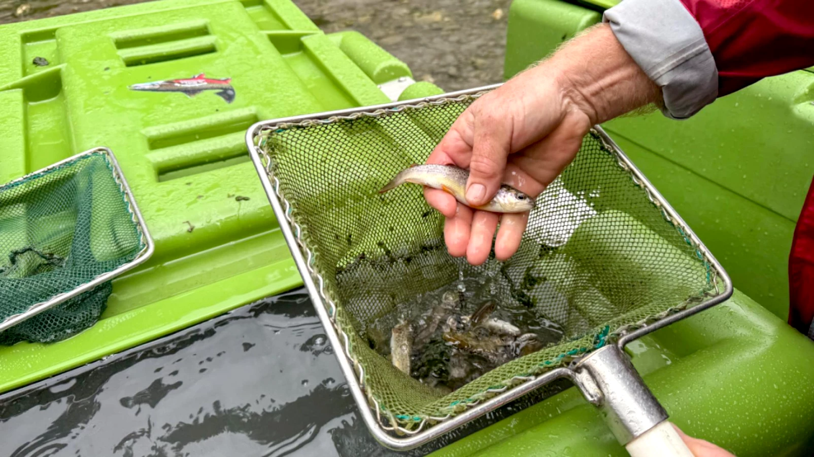 Spöl au parc national : 12 000 poissons transférés avant assainissement