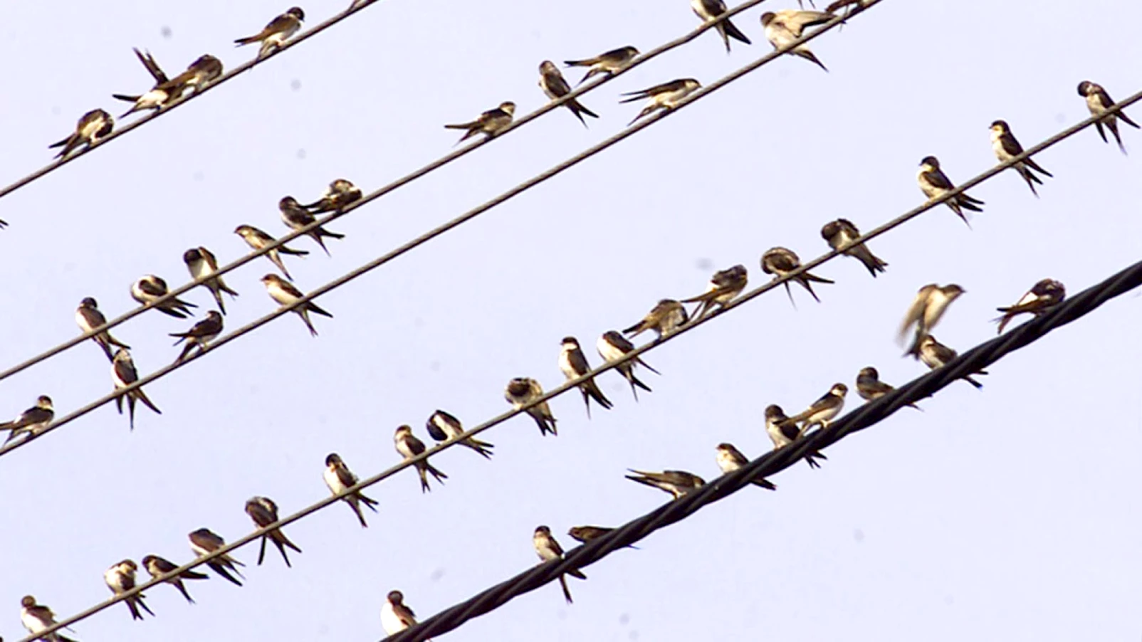 EuroBirdwatch : observer les oiseaux migrateurs en Suisse 4-5 oct