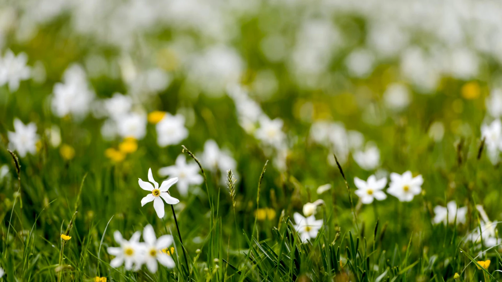 Jura: jardins vivants, projet pour la biodiversité autour des écoles