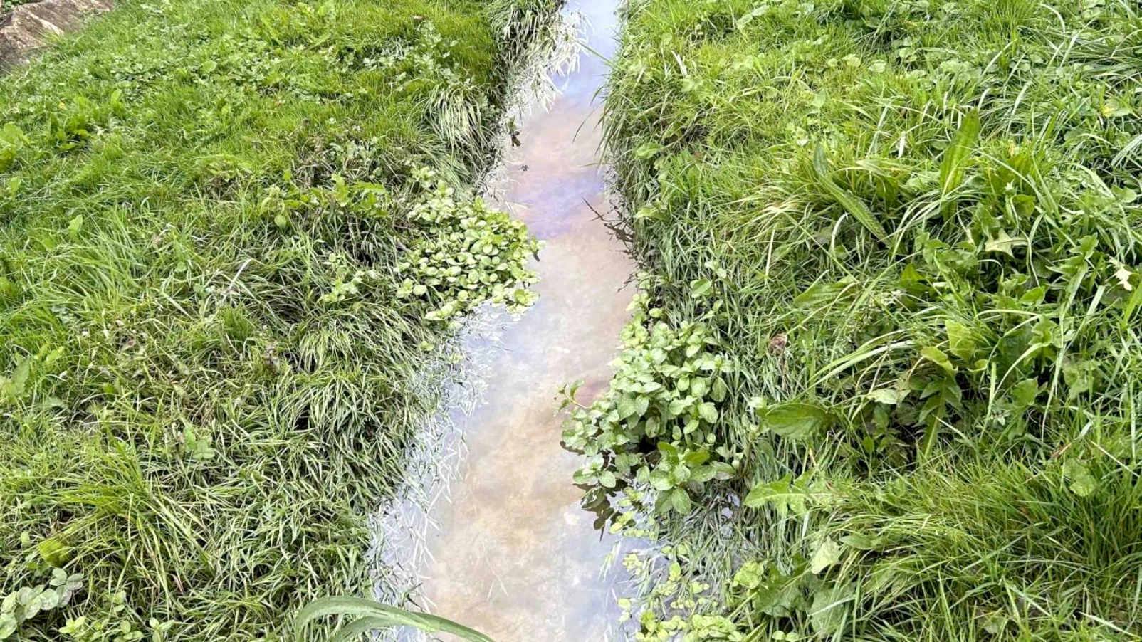 Pollution du Glaney: mousse blanche entre Billens-Hennens et Romont